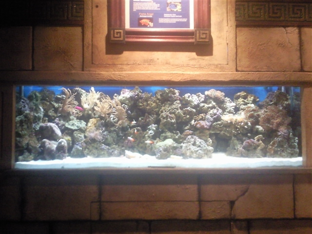 Fish Tank
